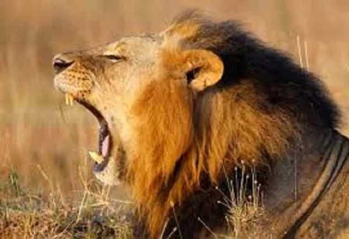 Rikita-Rikita! Kowa yayi ta kansa, zaki 4 sun tsere daga gandun daji Rikita-Rikita! Kowa yayi ta kansa, zaki 4 sun tsere daga gandun daji