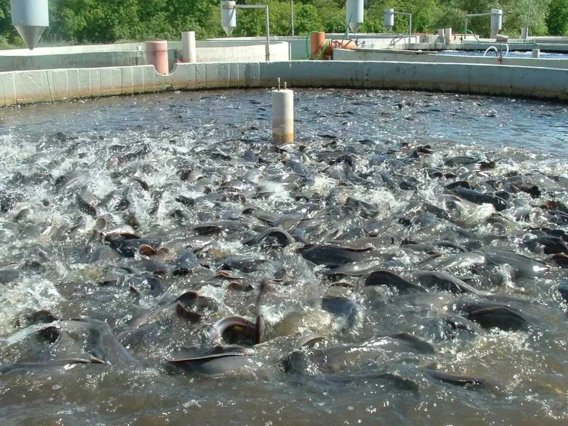 Catfish farming Catfish farming