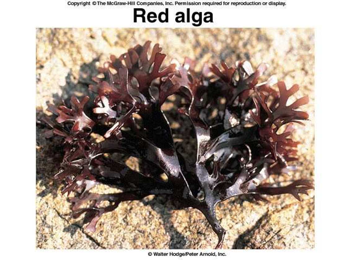 Red algae