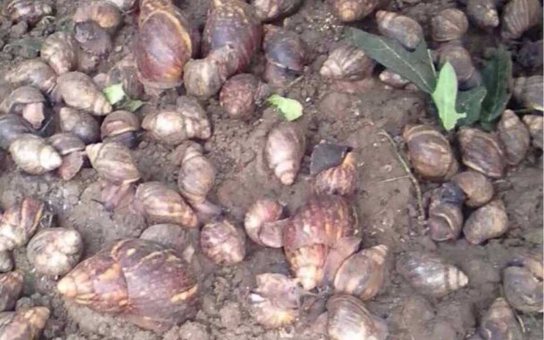 13 quick ways to become millionaire through snail farming