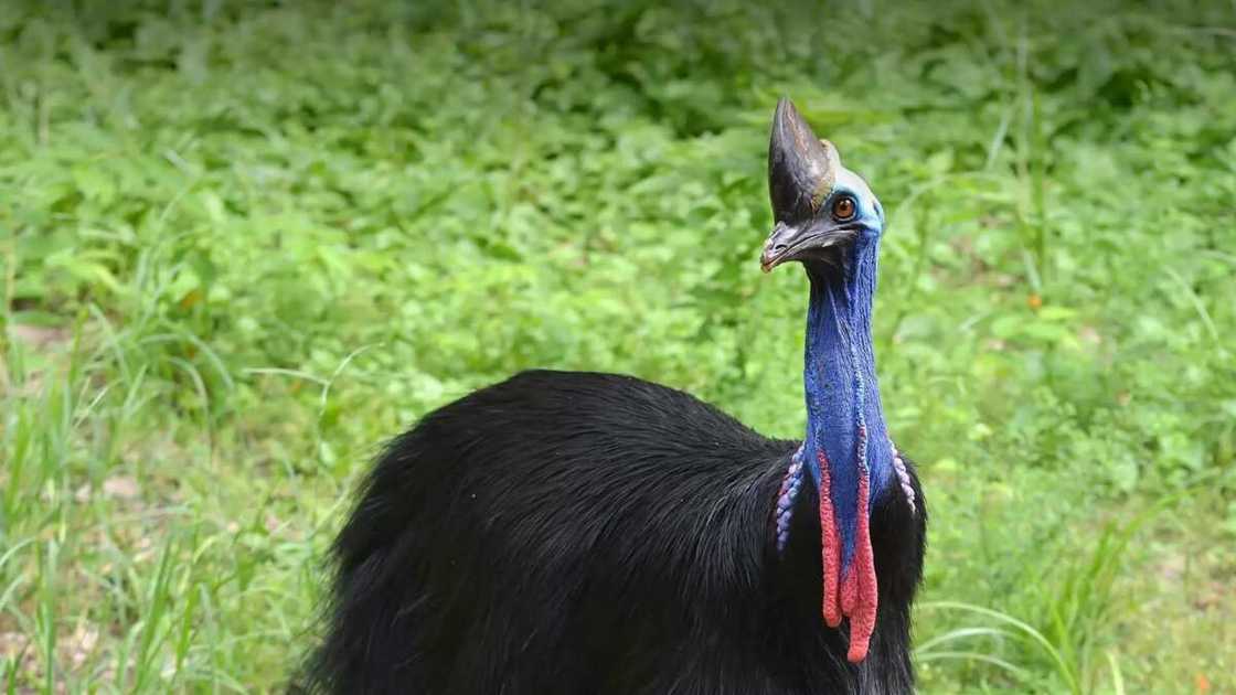 Cassowary Cassowary