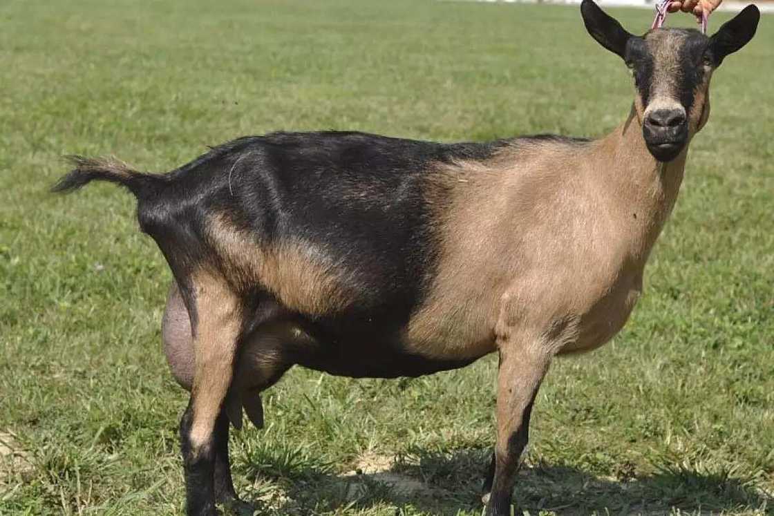 Alpine goats Alpine goats