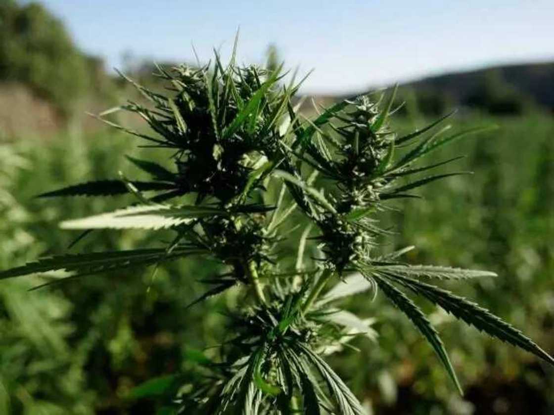 Wata kasar Afirka ta halasta amfani ta ganyen wiwi Wata kasar Afirka ta halasta amfani ta ganyen wiwi