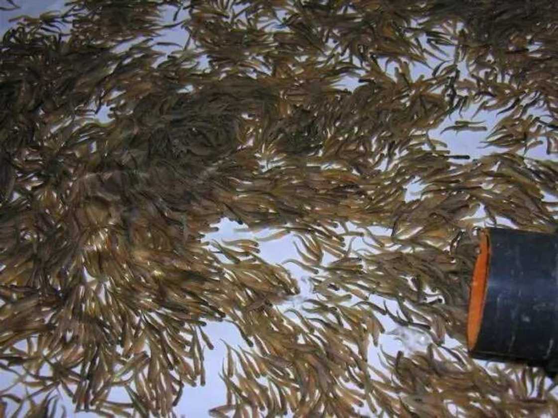 Catfish fingerling Catfish fingerling