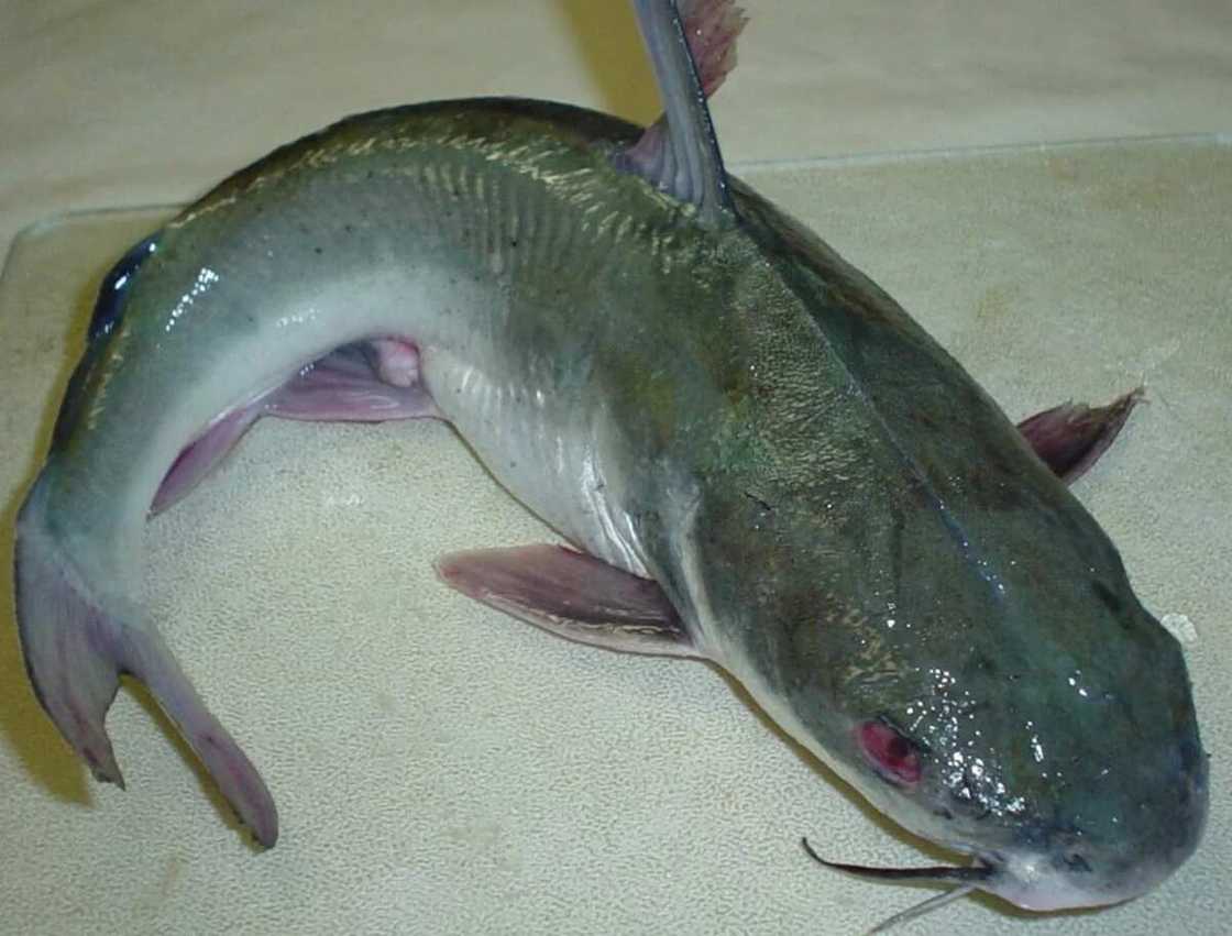Catfish Catfish