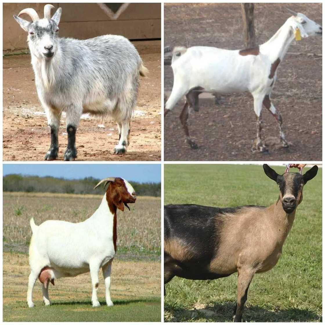 Breeds of goats Breeds of goats