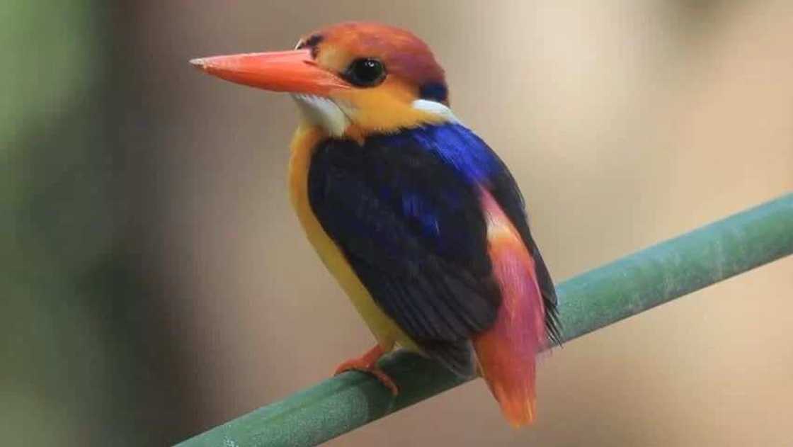 Black Backed Kingfisher