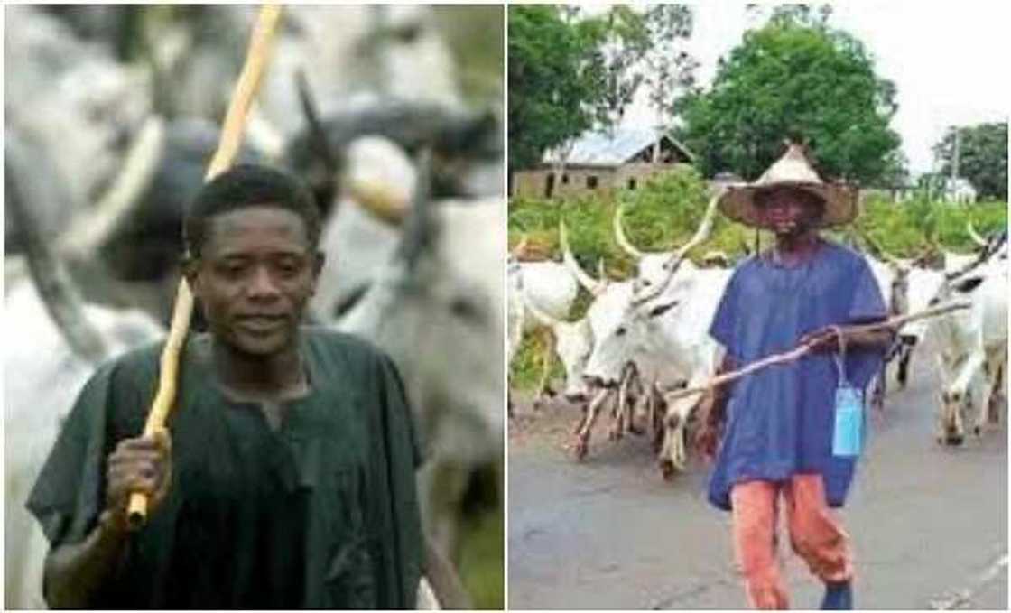 Dokar hana kiwo a Benue: Kotu ta kama saurayi da laifin kiwon shanu Dokar hana kiwo a Benue: Kotu ta kama saurayi da laifin kiwon shanu