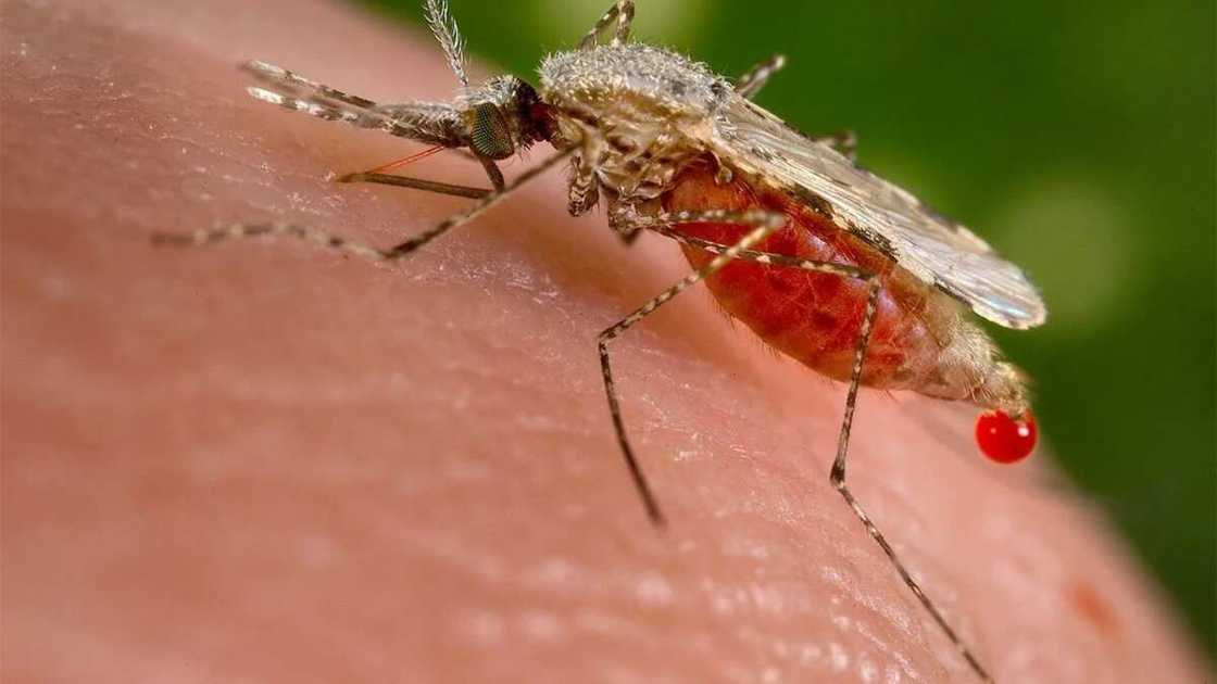 Malaria: Zazzabin cizon sauro da ya gagari jama'a da gwamnatin Najeriya Malaria: Zazzabin cizon sauro da ya gagari jama'a da gwamnatin Najeriya