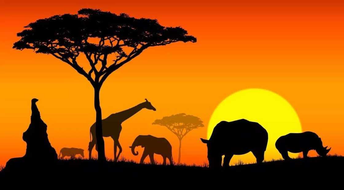 African countries and their currencies with symbols African countries and their currencies with symbols