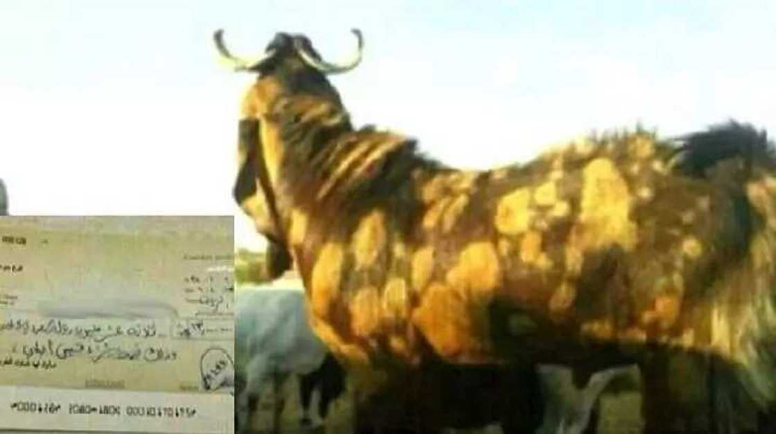 Layyar manya: Wani balarabe yayi layya da dan akuyan Riyal miliyan 13 Layyar manya: Wani balarabe yayi layya da dan akuyan Riyal miliyan 13