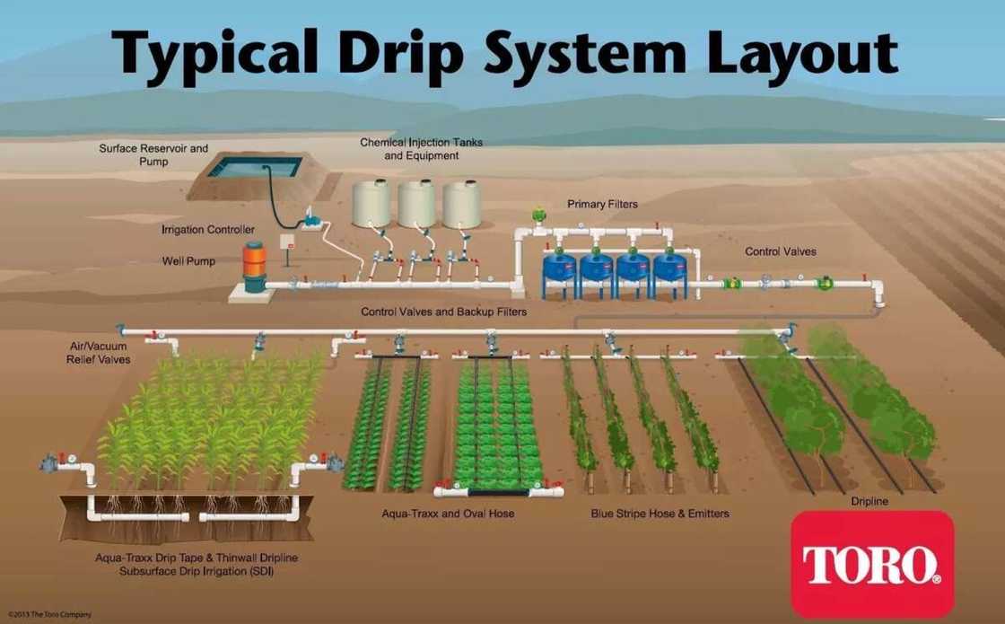 Irrigation farming in Nigeria DRIP Irrigation farming in Nigeria DRIP