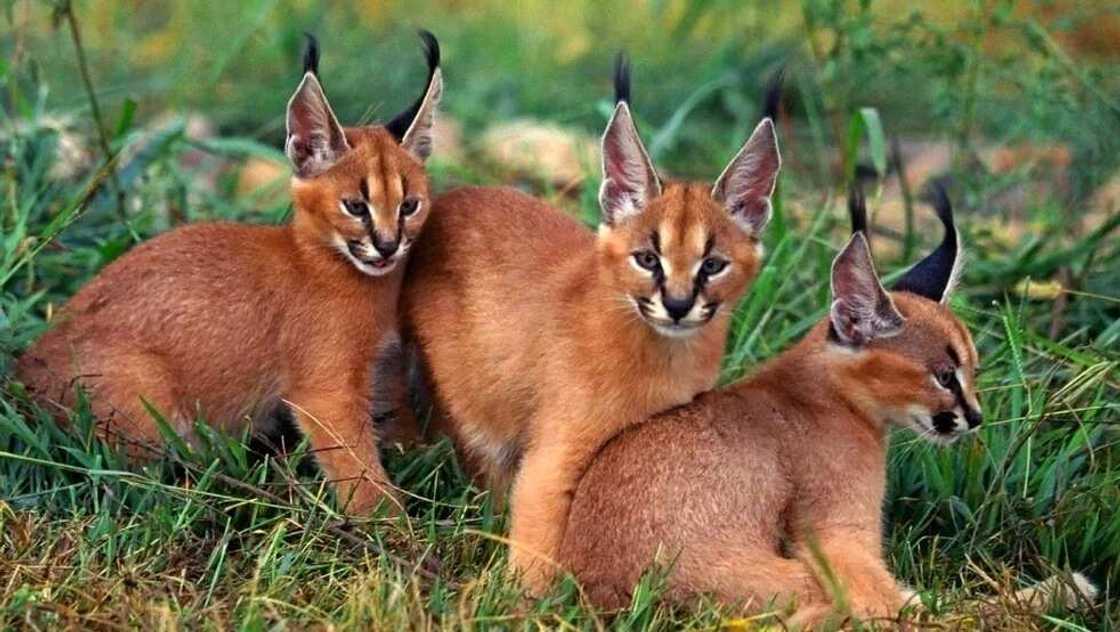 Caracal