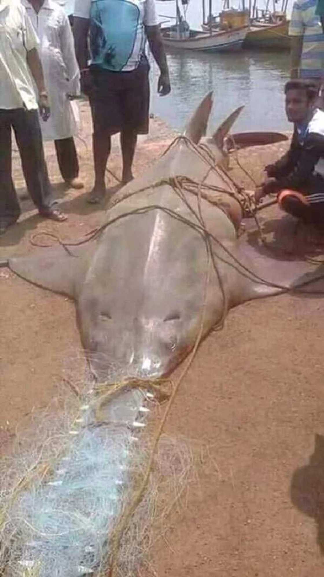 Allah buwayi: Hotunan wani kifi mai ban al'ajabi da wasu masunta suka kama Allah buwayi: Hotunan wani kifi mai ban al'ajabi da wasu masunta suka kama