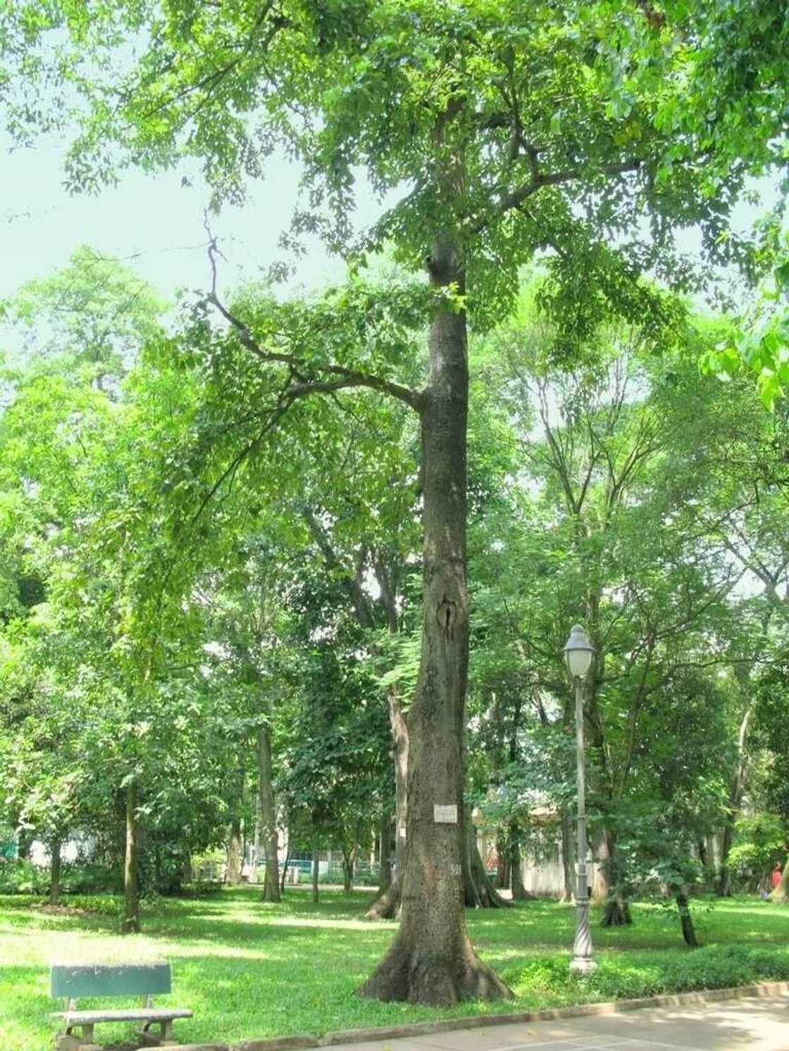 Chlorophora excelsa Chlorophora excelsa