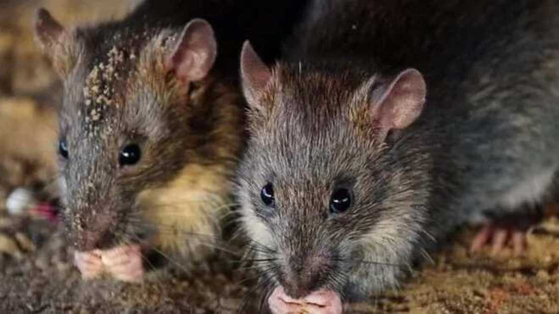 Beraye sunyi ta'asa: Sun lalata makudan kudi a cikin injin ATM Beraye sunyi ta'asa: Sun lalata makudan kudi a cikin injin ATM