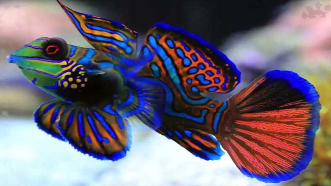 Mandarin Fish