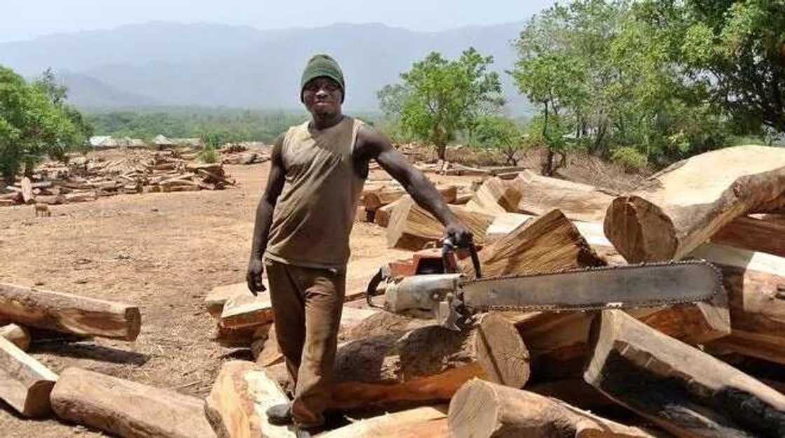 Man and Chainsaw Man and Chainsaw