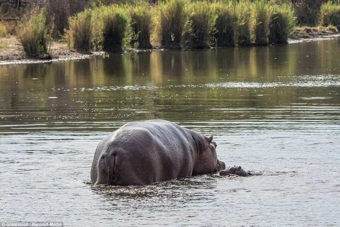 Hippopotamus Attacks Crocodile To Protect Her Baby