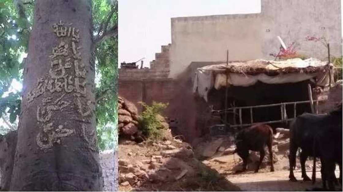 Arabic inscription found on a tree in Ekiti (SEE) Arabic inscription found on a tree in Ekiti (SEE)