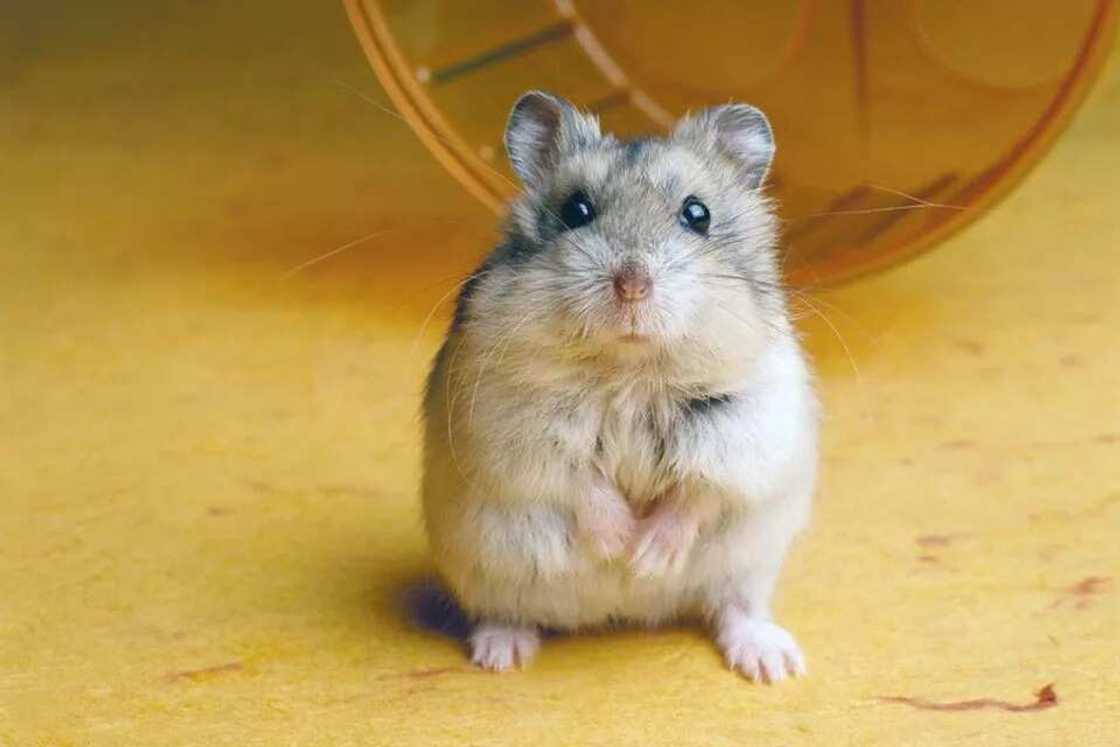 Hamster Hamster