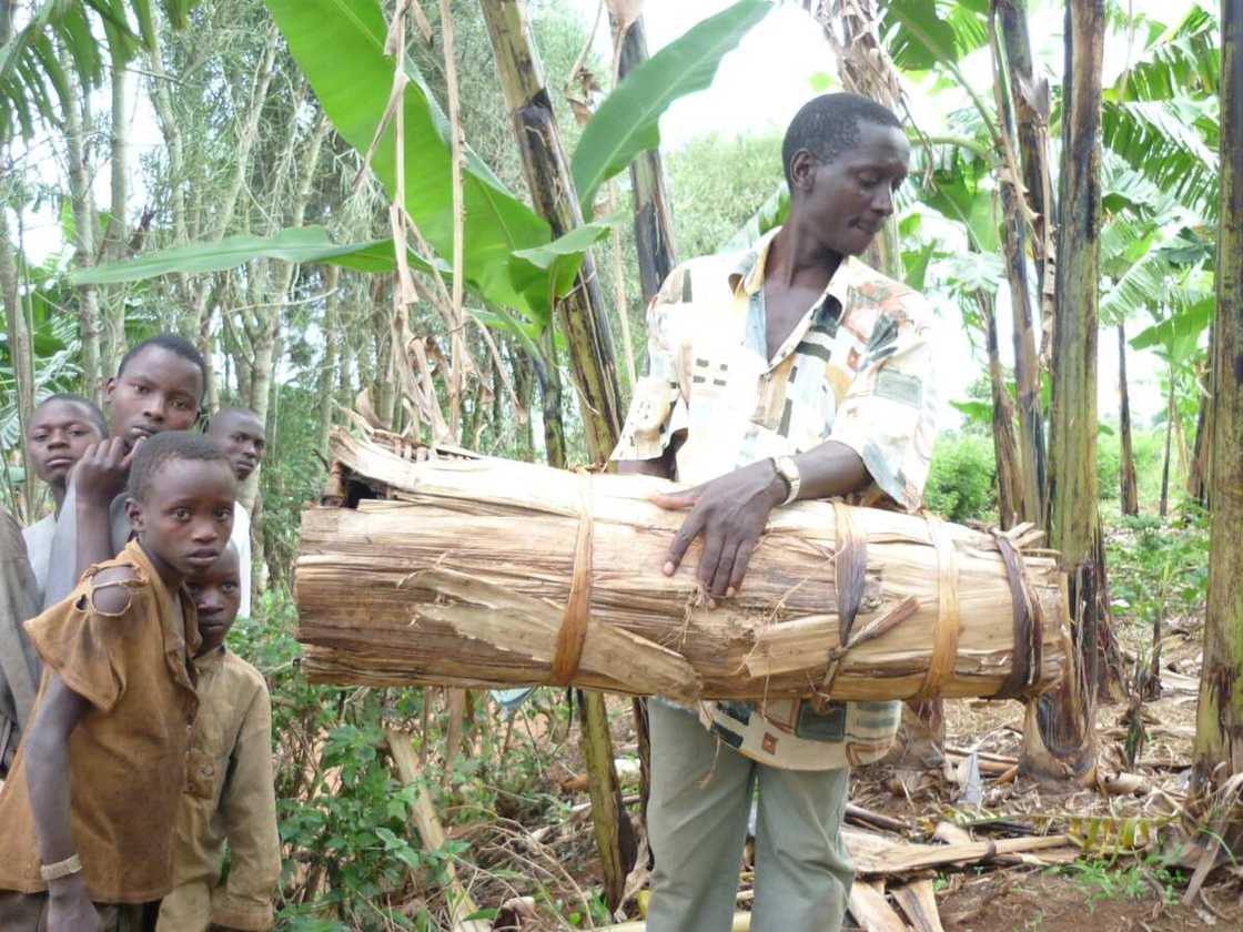 Traditional beekeeping in Nigeria vs modern methods