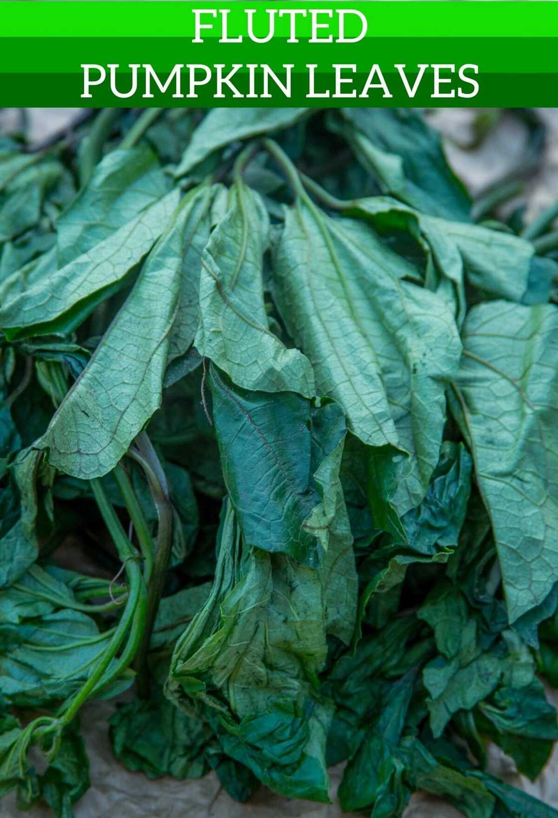 Health benefits of ugu leaves