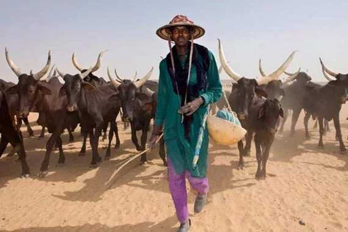 The reasons Fulani herdsmen are powerful The reasons Fulani herdsmen are powerful