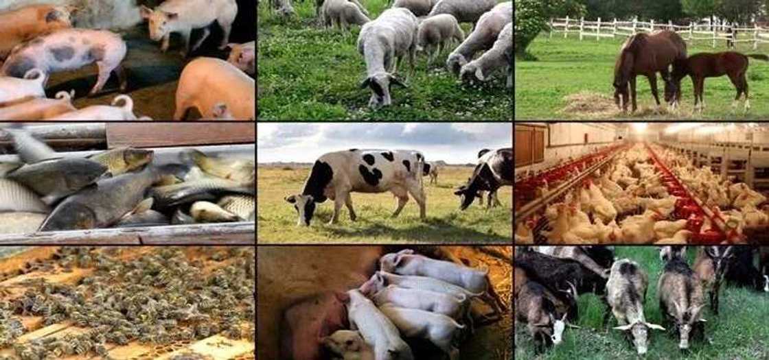 Prospect of livestock farming in Nigeria: different sub-niches Prospect of livestock farming in Nigeria: different sub-niches