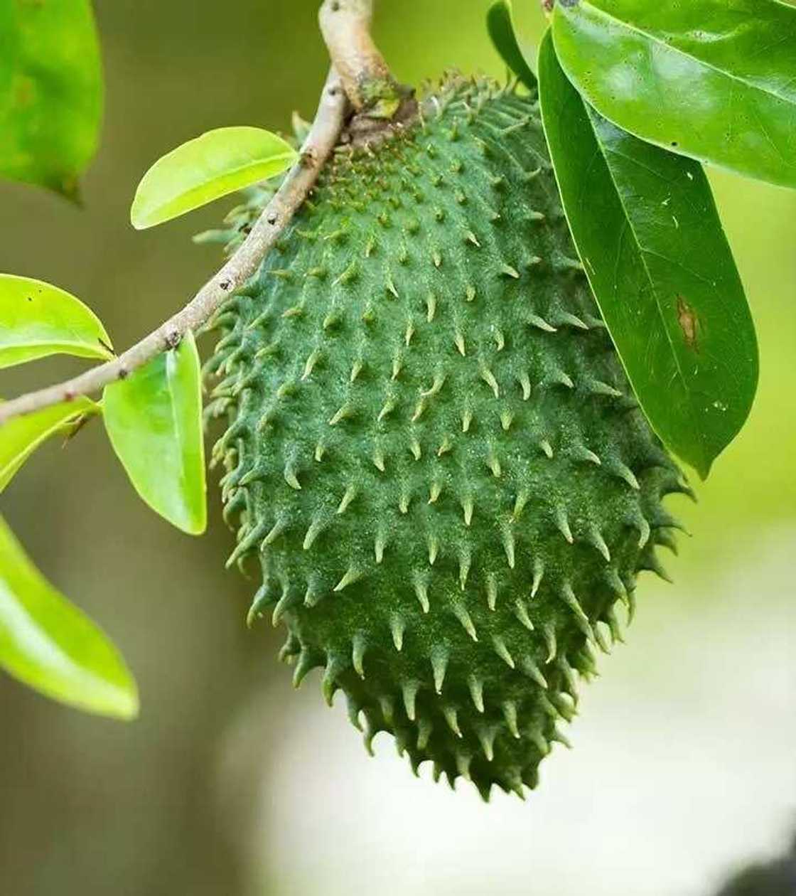 Soursop fruit Soursop fruit