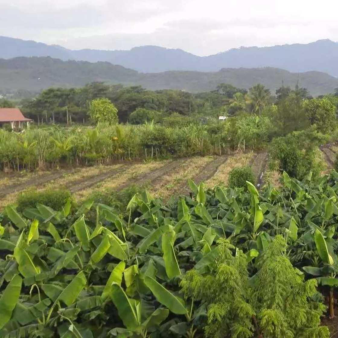 plantains grow plantains grow