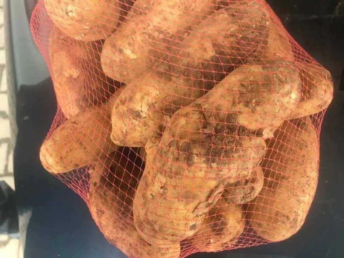 Noma tushen arziƙi: An samu wasu dankalin turawa masu girman Doya a Kaduna (HOTUNA) Noma tushen arziƙi: An samu wasu dankalin turawa masu girman Doya a Kaduna (HOTUNA)