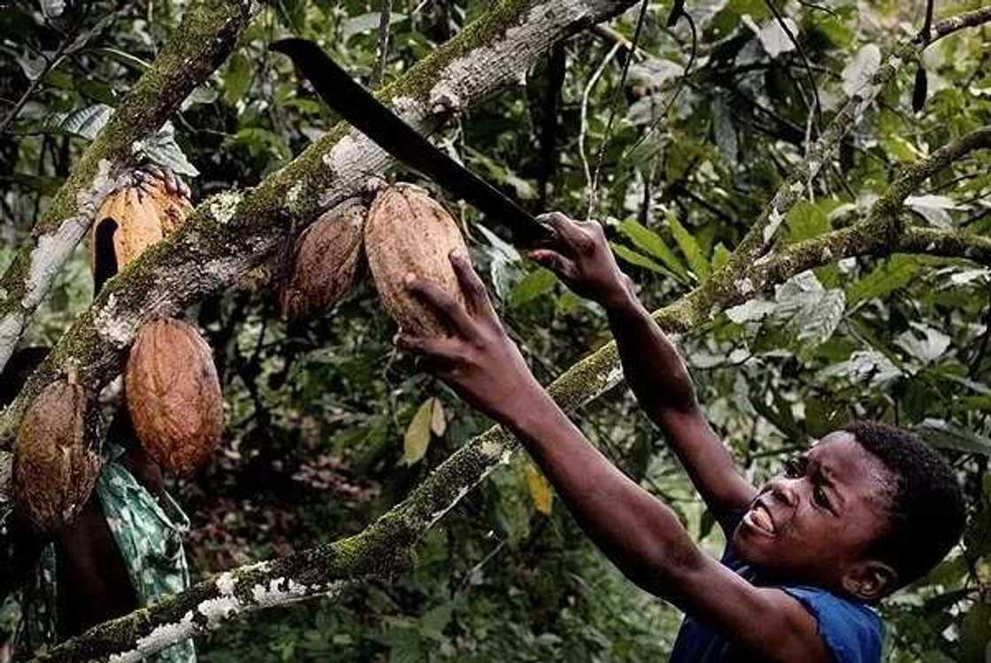 Child labour in Nigeria Child labour in Nigeria
