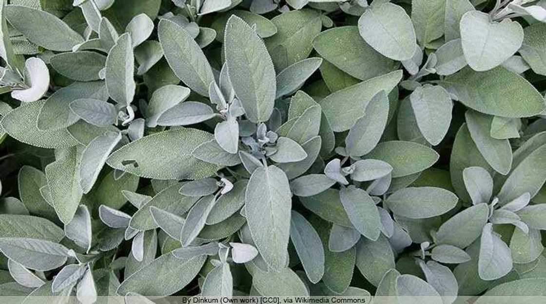 Sage Leaves