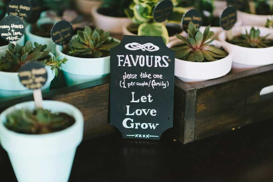 Succulents Succulents