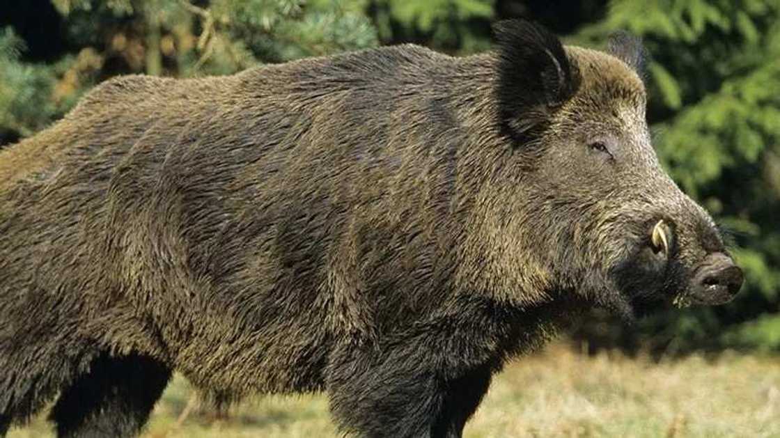 Wild Boar Wild Boar