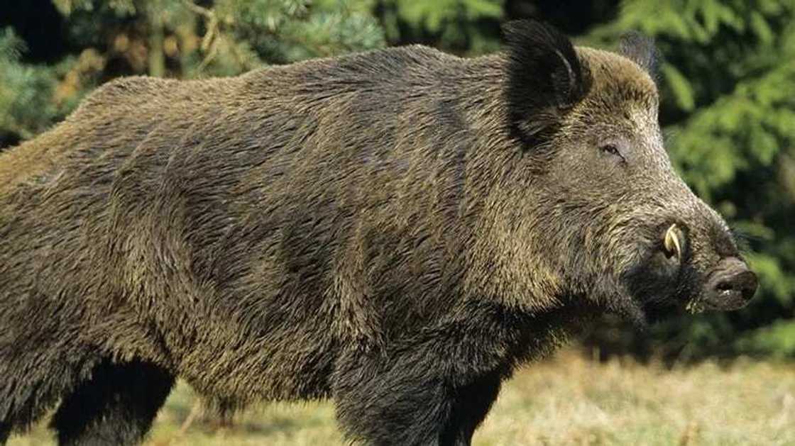 Wild Boar