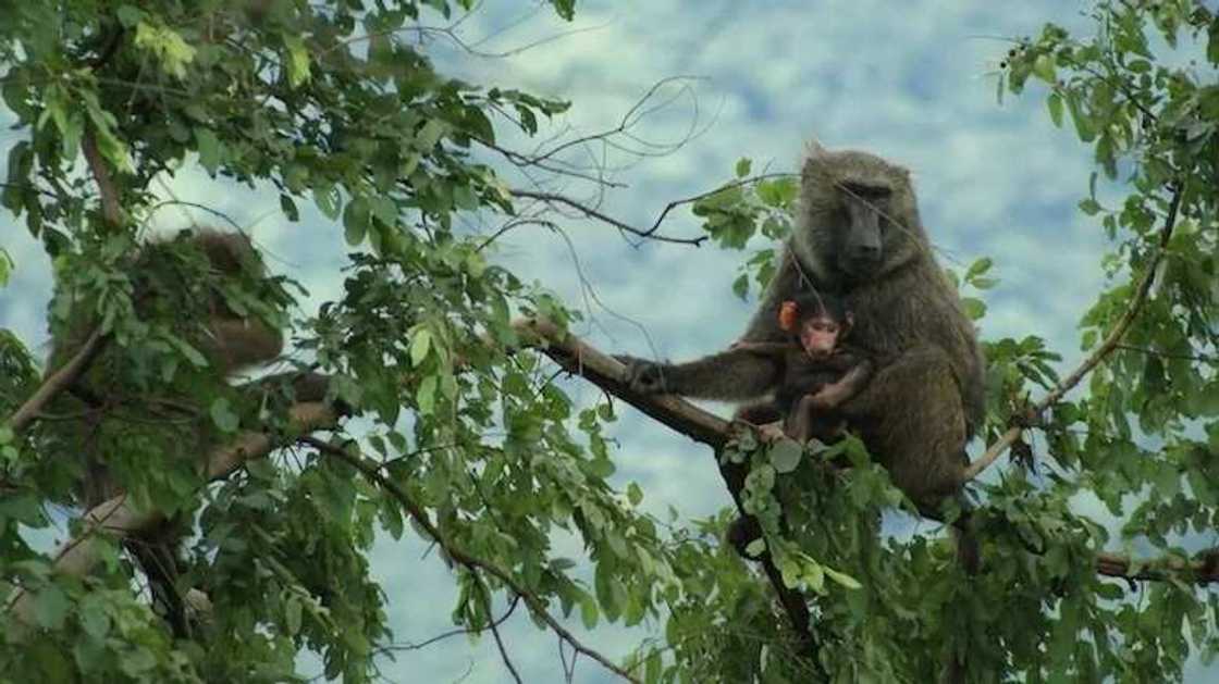 Gashaka Gumti National park