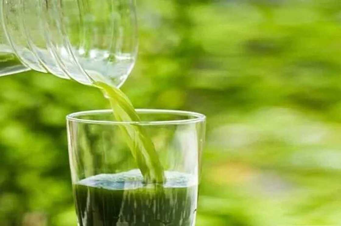Bitter leaves water Bitter leaves water