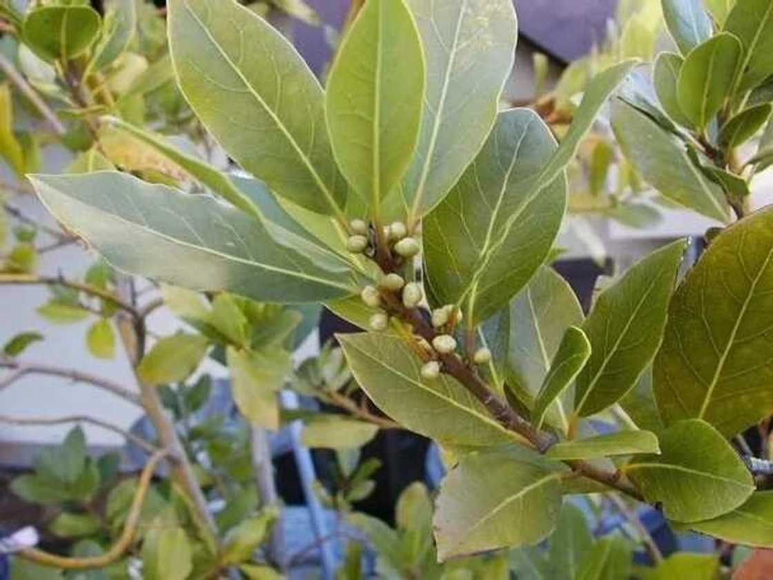 Bay leaf in Yoruba