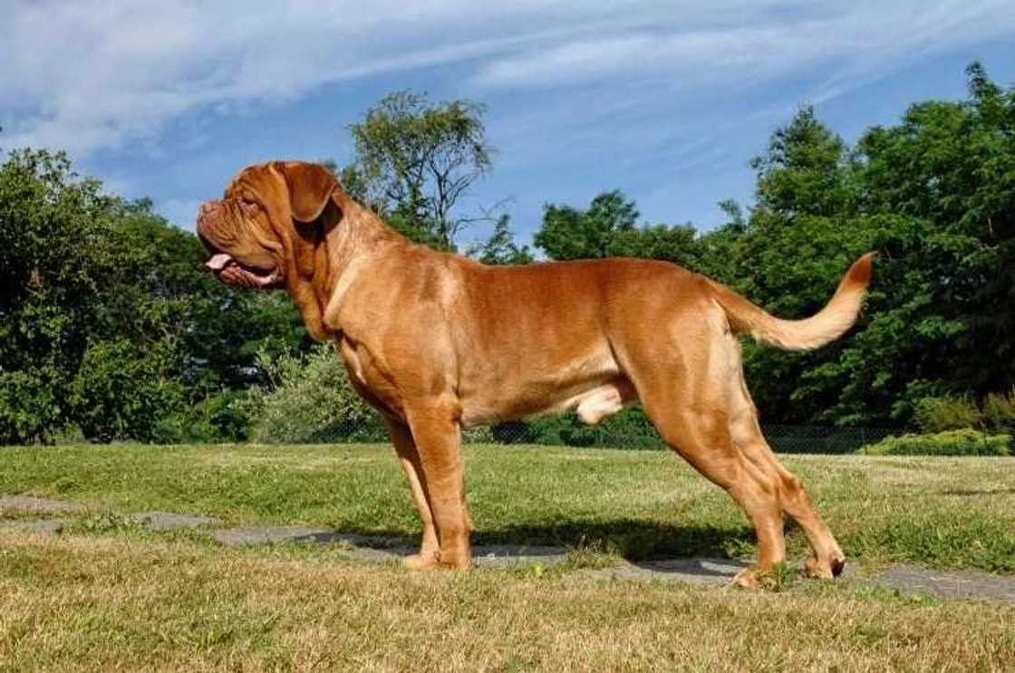 The Dogue de Bordeaux The Dogue de Bordeaux