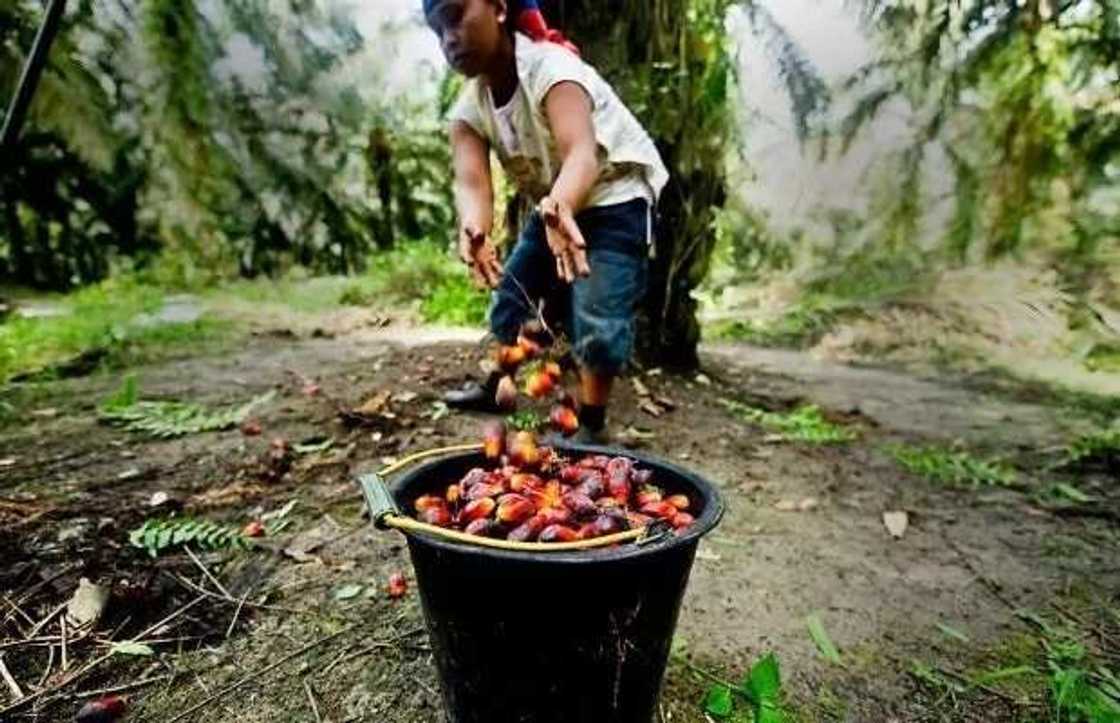 Companies that buy palm oil in Nigeria