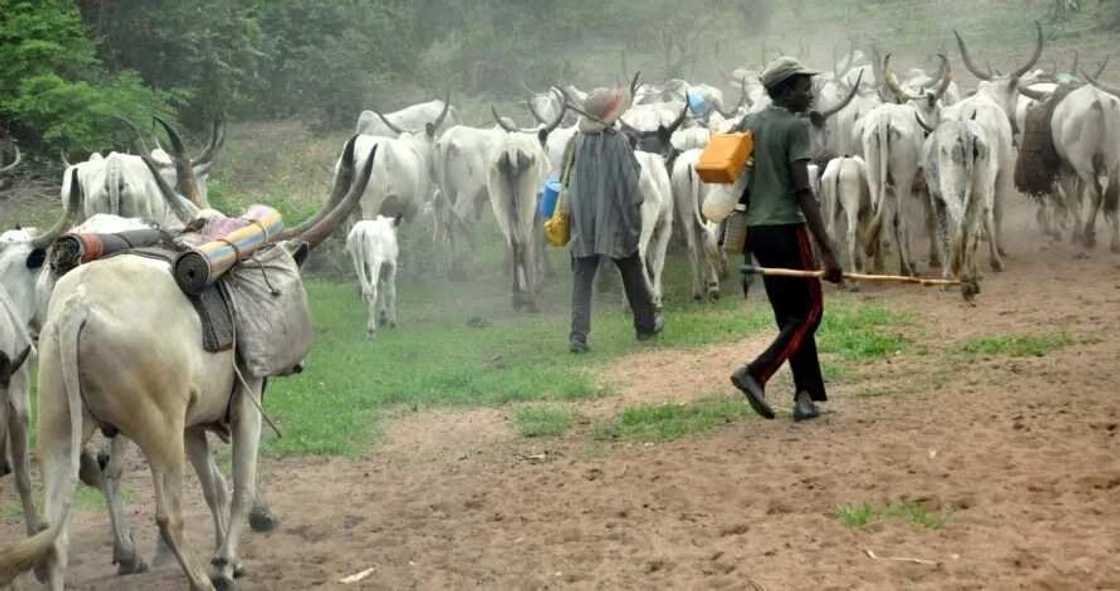 Rikicin Benuwe: An kama wani dan ta'adda dauke da muggan makamai