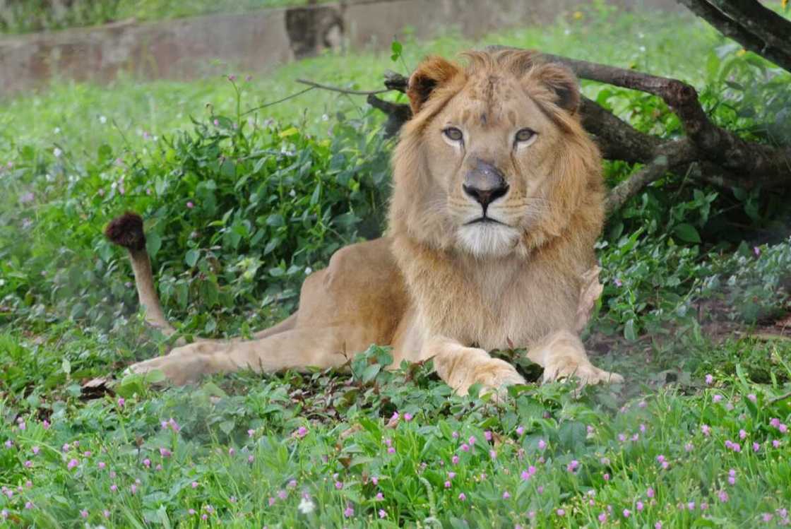 Top 10 Forest Reserves in Nigeria and their Locations Top 10 Forest Reserves in Nigeria and their Locations