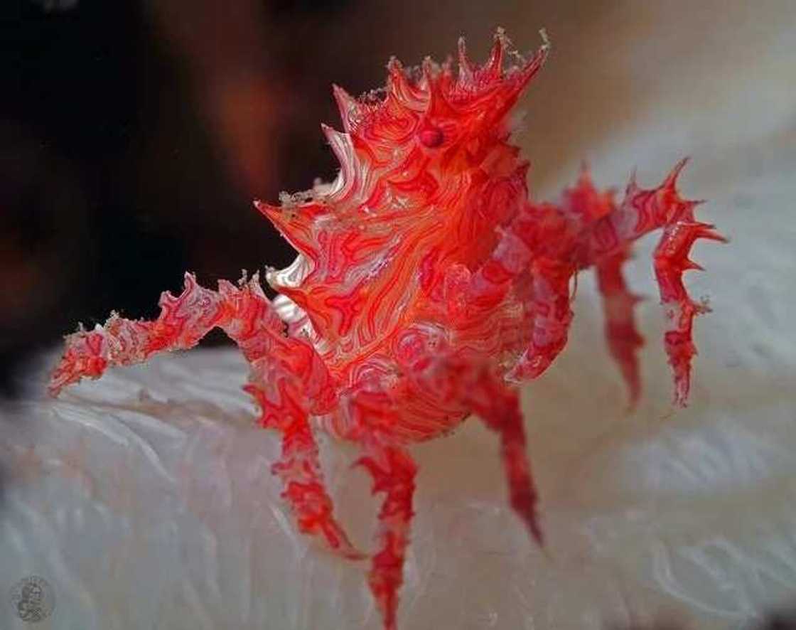 Candy Crab