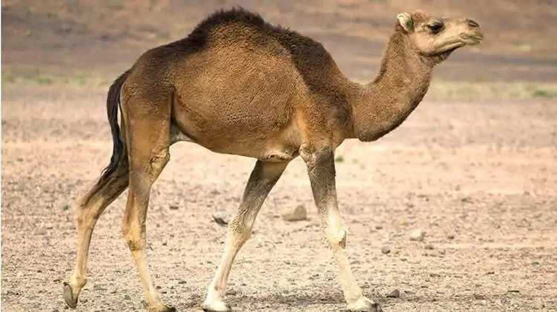 Yadda wani rakumi ya halaka yaro dan shekara 18 a Kebbi a hadarin ‘Taho mu gama’ Yadda wani rakumi ya halaka yaro dan shekara 18 a Kebbi a hadarin ‘Taho mu gama’