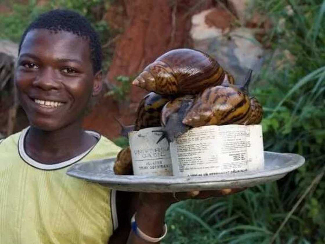 How to rear snail at home in Nigeria