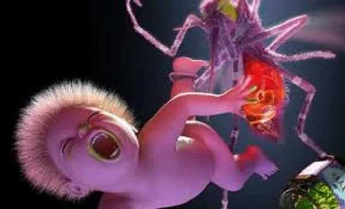 Sauro da Kuda: Wanne yafi cutar da jama'a? Sauro da Kuda: Wanne yafi cutar da jama'a?