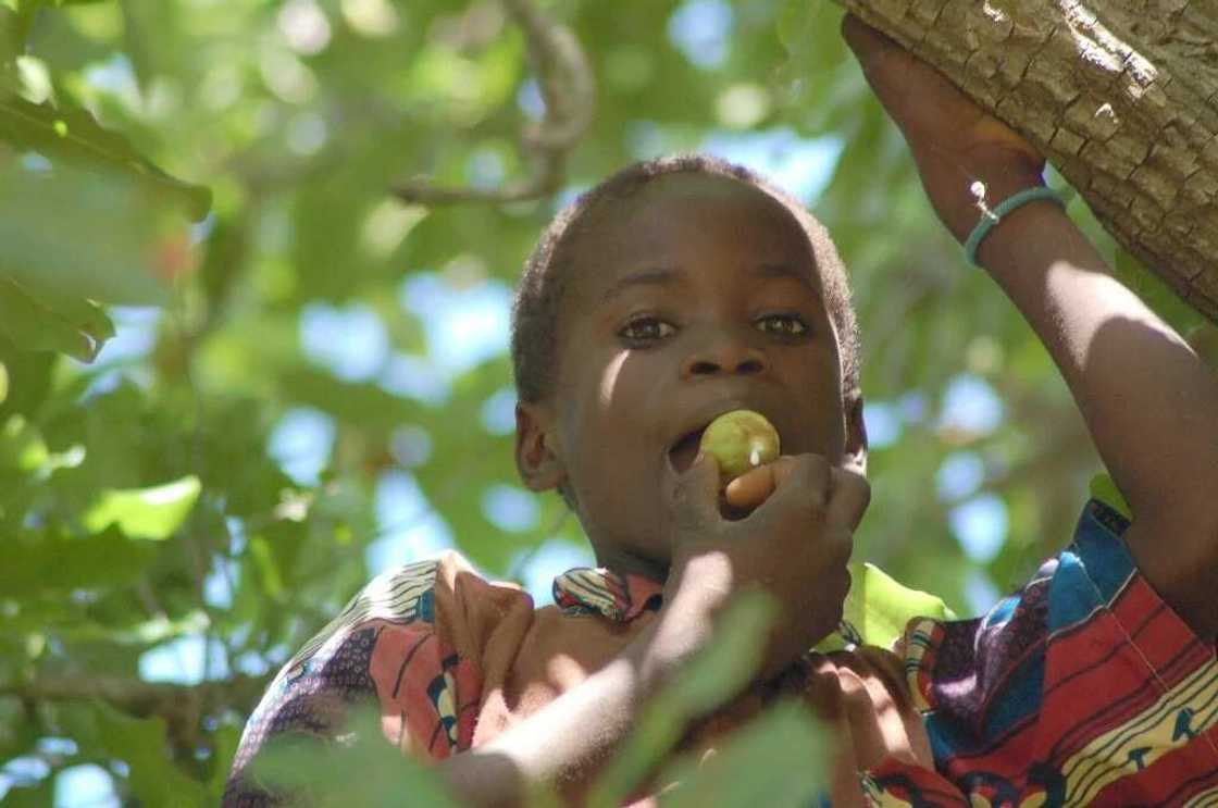 Shea butter Shea butter