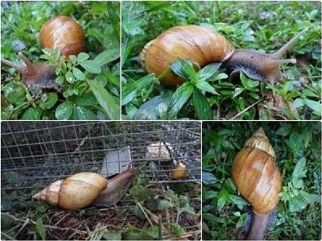 Snail farming Snail farming